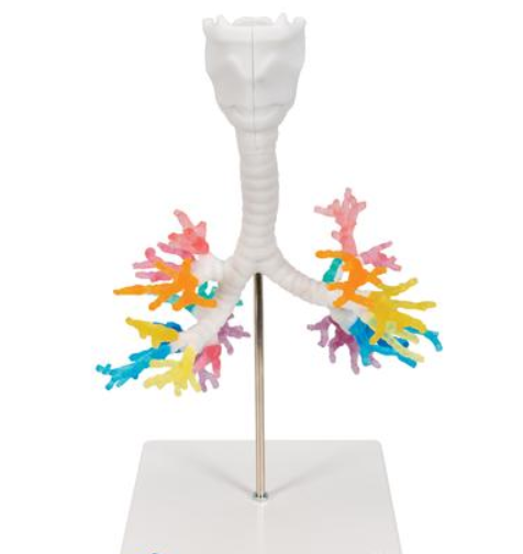 Akciğer Modeli