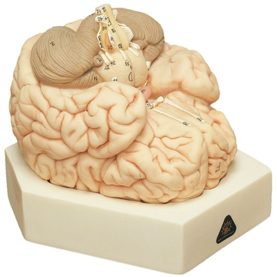 Somso Human Brain Model, 2 Parts