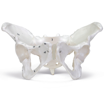 Carolina® Human Female Skeletal Pelvis, Plastic